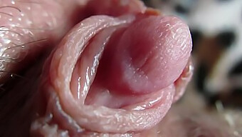 Intense Close-Up Of My Sizable Clitoris Head Throbbing